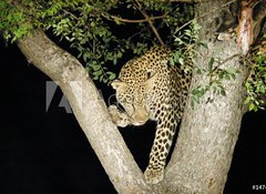 Samolepka flie 100 x 73  leopard, 100 x 73 cm