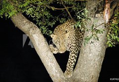Samolepka flie 145 x 100  leopard, 145 x 100 cm