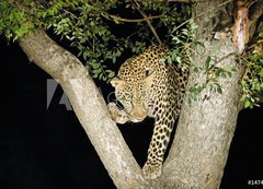 Fototapeta vliesov 200 x 144, 147411 - leopard
