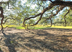 Samolepka flie 100 x 73, 147965977 - Panoramic view of Oak Alley Plantation, Louisiana - Panoramatick vhled na Oak Alley Plantation, Louisiana