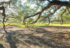 Samolepka fólie 145 x 100, 147965977 - Panoramic view of Oak Alley Plantation, Louisiana - Panoramatický výhled na Oak Alley Plantation, Louisiana