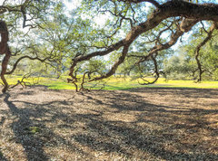 Samolepka flie 270 x 200, 147965977 - Panoramic view of Oak Alley Plantation, Louisiana