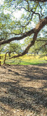 Samolepka na dvee flie 90 x 220, 147965977 - Panoramic view of Oak Alley Plantation, Louisiana