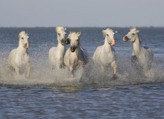 Samolepka flie 100 x 73  Chevaux de Camargue, 100 x 73 cm