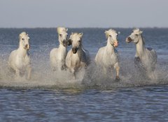 Fototapeta vliesov 100 x 73, 14879653 - Chevaux de Camargue