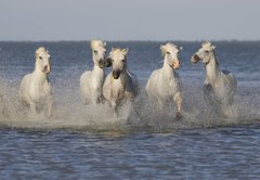 Fototapeta vliesov 145 x 100, 14879653 - Chevaux de Camargue