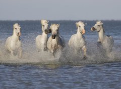 Fototapeta360 x 266  Chevaux de Camargue, 360 x 266 cm