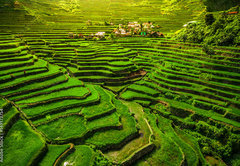 Samolepka flie 145 x 100  Batad Rice Terraces in Northern Luzon, Philippines., 145 x 100 cm