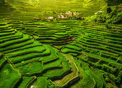 Fototapeta pltno 160 x 116, 149173754 - Batad Rice Terraces in Northern Luzon, Philippines.