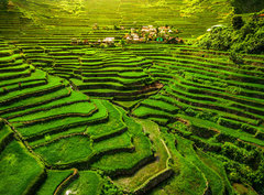 Fototapeta pltno 330 x 244, 149173754 - Batad Rice Terraces in Northern Luzon, Philippines.