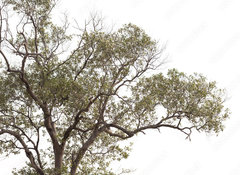 Samolepka fólie 100 x 73, 149190909 - tree isolated on white background. - strom izolovaných na bílém pozadí.