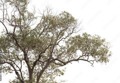 Fototapeta pltno 174 x 120, 149190909 - tree isolated on white background.
