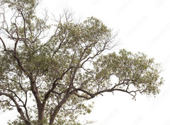 Fototapeta pltno 330 x 244, 149190909 - tree isolated on white background.