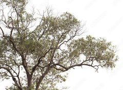 Fototapeta papr 360 x 266, 149190909 - tree isolated on white background.
