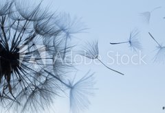 Samolepka flie 145 x 100, 149304809 - Dandelion silhouette fluffy flower on blue sunset sky
