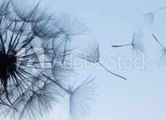 Fototapeta vliesov 200 x 144, 149304809 - Dandelion silhouette fluffy flower on blue sunset sky