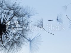 Fototapeta vliesov 270 x 200, 149304809 - Dandelion silhouette fluffy flower on blue sunset sky