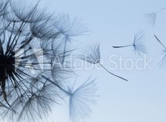 Fototapeta pltno 330 x 244, 149304809 - Dandelion silhouette fluffy flower on blue sunset sky