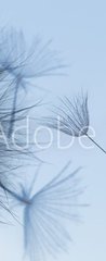 Samolepka na dvee flie 90 x 220, 149304809 - Dandelion silhouette fluffy flower on blue sunset sky