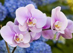 Samolepka flie 100 x 73, 14941045 - Pink Orchid Flowers - Rov orchidejov kvtiny