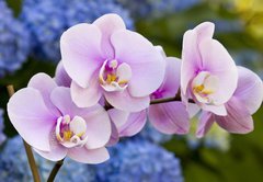 Fototapeta pltno 174 x 120, 14941045 - Pink Orchid Flowers