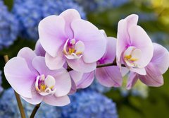 Fototapeta184 x 128  Pink Orchid Flowers, 184 x 128 cm