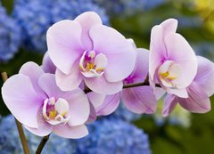 Samolepka flie 200 x 144, 14941045 - Pink Orchid Flowers
