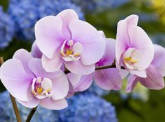 Fototapeta pltno 330 x 244, 14941045 - Pink Orchid Flowers
