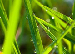 Fototapeta100 x 73  leaf with dew, 100 x 73 cm