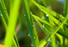 Samolepka flie 145 x 100, 15002116 - leaf with dew - list s rosou