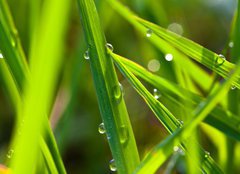 Fototapeta papr 160 x 116, 15002116 - leaf with dew