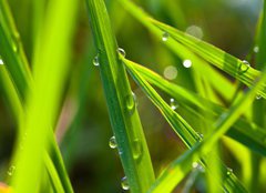 Fototapeta160 x 116  leaf with dew, 160 x 116 cm