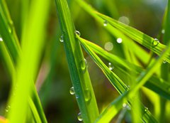 Fototapeta200 x 144  leaf with dew, 200 x 144 cm