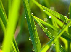Fototapeta papír 360 x 266, 15002116 - leaf with dew - list s rosou