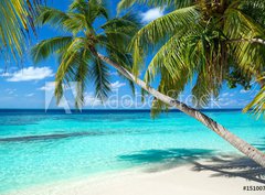 Fototapeta330 x 244  coco palms on tropical paradise beach with turquoise blue water and blue sky, 330 x 244 cm