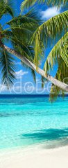 Samolepka na dvee flie 90 x 220  coco palms on tropical paradise beach with turquoise blue water and blue sky, 90 x 220 cm