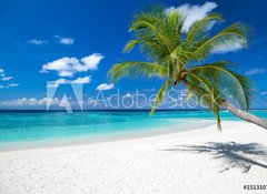 Samolepka flie 100 x 73, 151310725 - coco palm on tropical paradise island dream beach - kokosov palma na pli sn tropickho rje