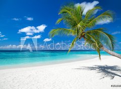 Fototapeta pltno 330 x 244, 151310725 - coco palm on tropical paradise island dream beach