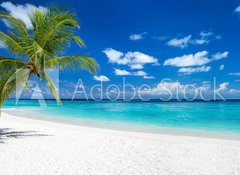 Samolepka fólie 100 x 73, 151547263 - coco palm panorama wide format on tropical paradise dream beach - kokosový palmový panoramatický široký formát na pláži snů v tropickém ráji