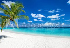Fototapeta pltno 174 x 120, 151547263 - coco palm panorama wide format on tropical paradise dream beach