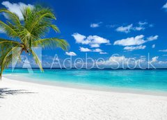 Samolepka flie 200 x 144, 151547263 - coco palm panorama wide format on tropical paradise dream beach