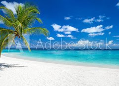 Fototapeta pltno 240 x 174, 151547263 - coco palm panorama wide format on tropical paradise dream beach