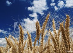 Fototapeta vliesov 100 x 73, 15194580 - Wheat - Penice