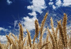 Samolepka flie 145 x 100, 15194580 - Wheat