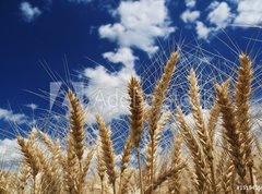 Fototapeta vliesov 270 x 200, 15194580 - Wheat