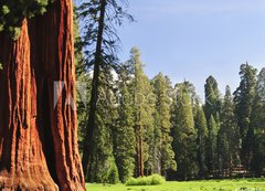 Samolepka flie 200 x 144, 15203016 - Sequoia National forest, CA - Sequoia nrodn les, CA