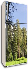 Samolepka na lednici flie 80 x 200, 15203016 - Sequoia National forest, CA - Sequoia nrodn les, CA