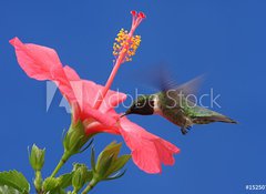 Samolepka flie 100 x 73, 15250716 - Ruby-throated Hummingbird - Rubn