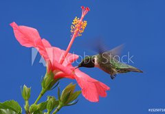 Samolepka flie 145 x 100, 15250716 - Ruby-throated Hummingbird - Rubn
