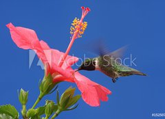 Fototapeta pltno 160 x 116, 15250716 - Ruby-throated Hummingbird - Rubn